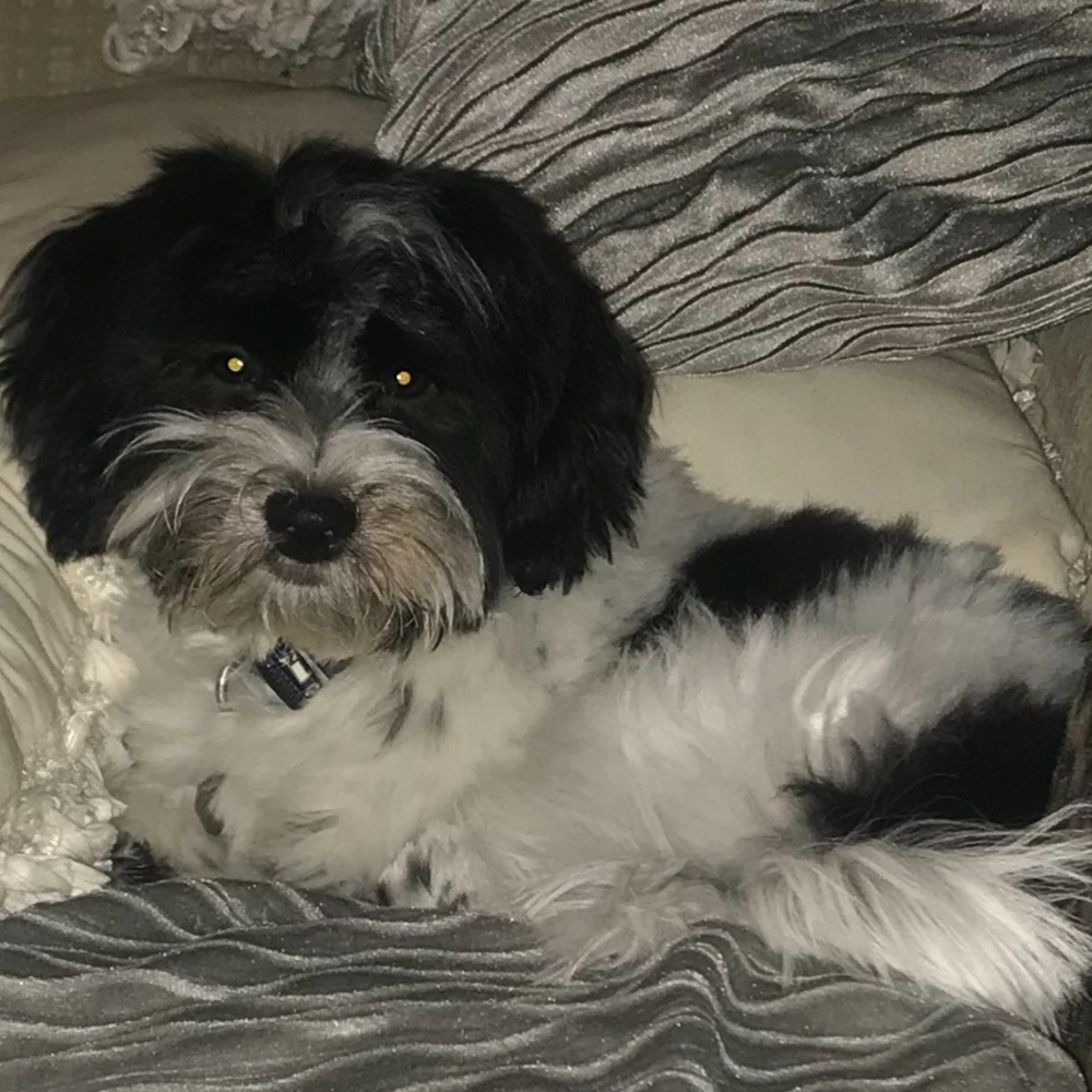 Louie